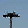 Osprey nest